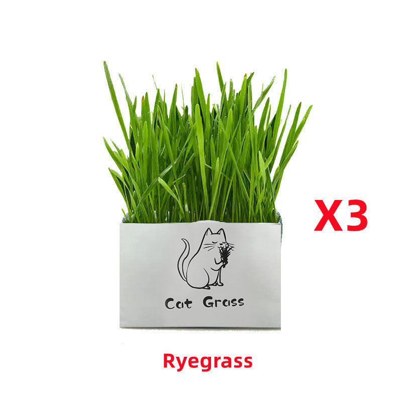 Cat Grass™