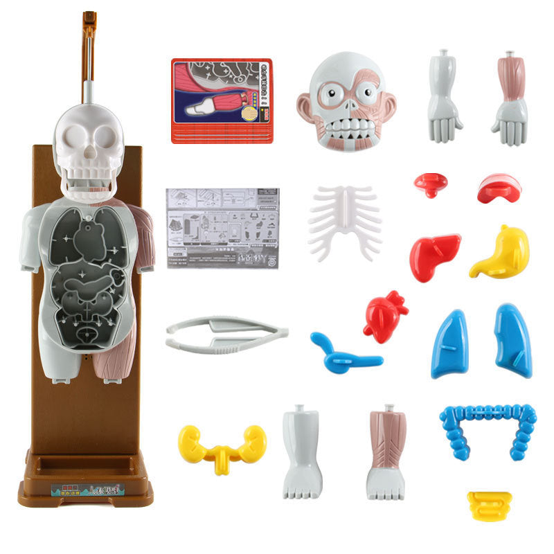 Anatomy Explorer Kit™