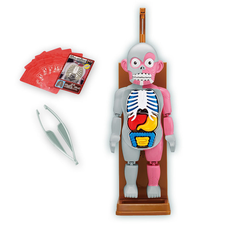 Anatomy Explorer Kit™