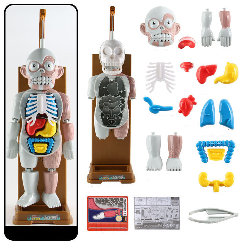 Anatomy Explorer Kit™