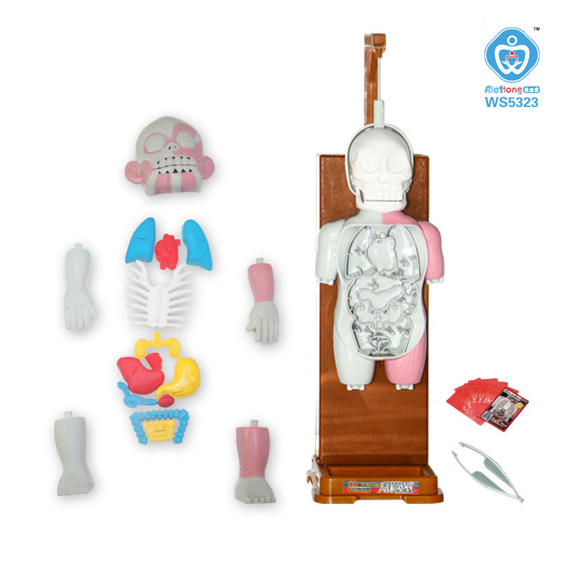 Anatomy Explorer Kit™