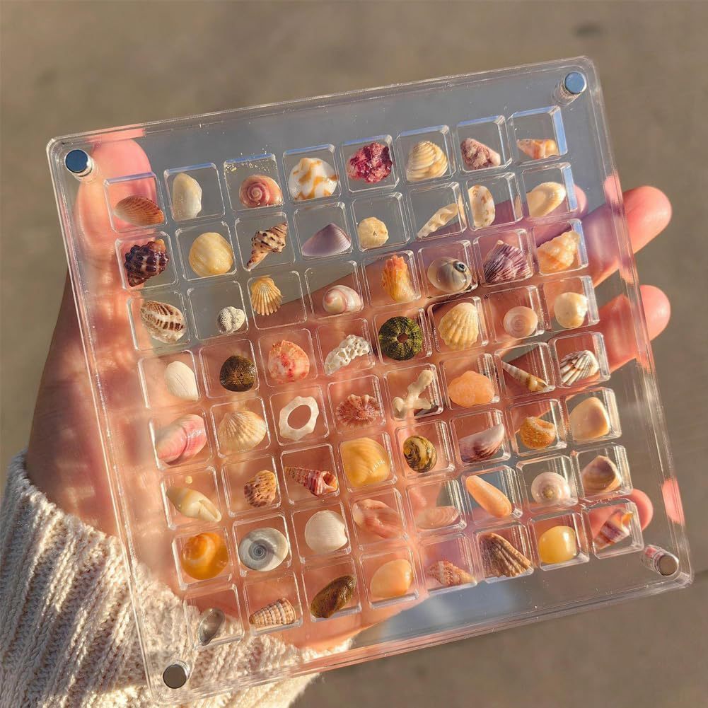 Seashell Display Box™