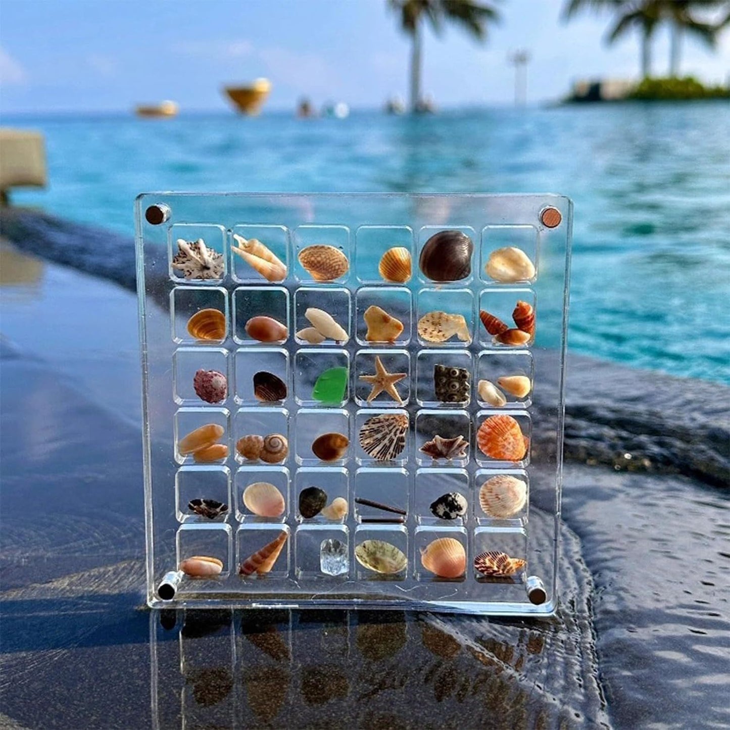 Seashell Display Box™